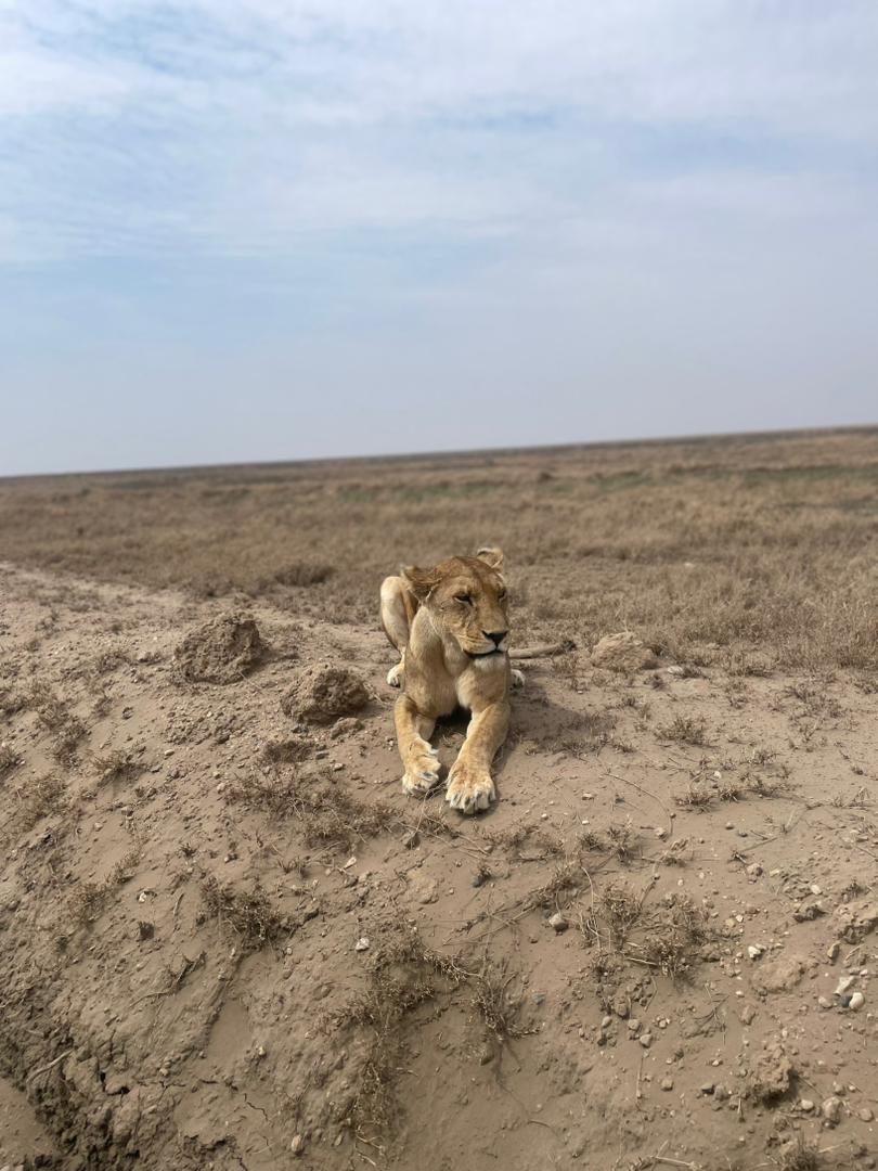 4-Day Tour Tarangire, Serengeti and Ngorongoro Crater gallery image