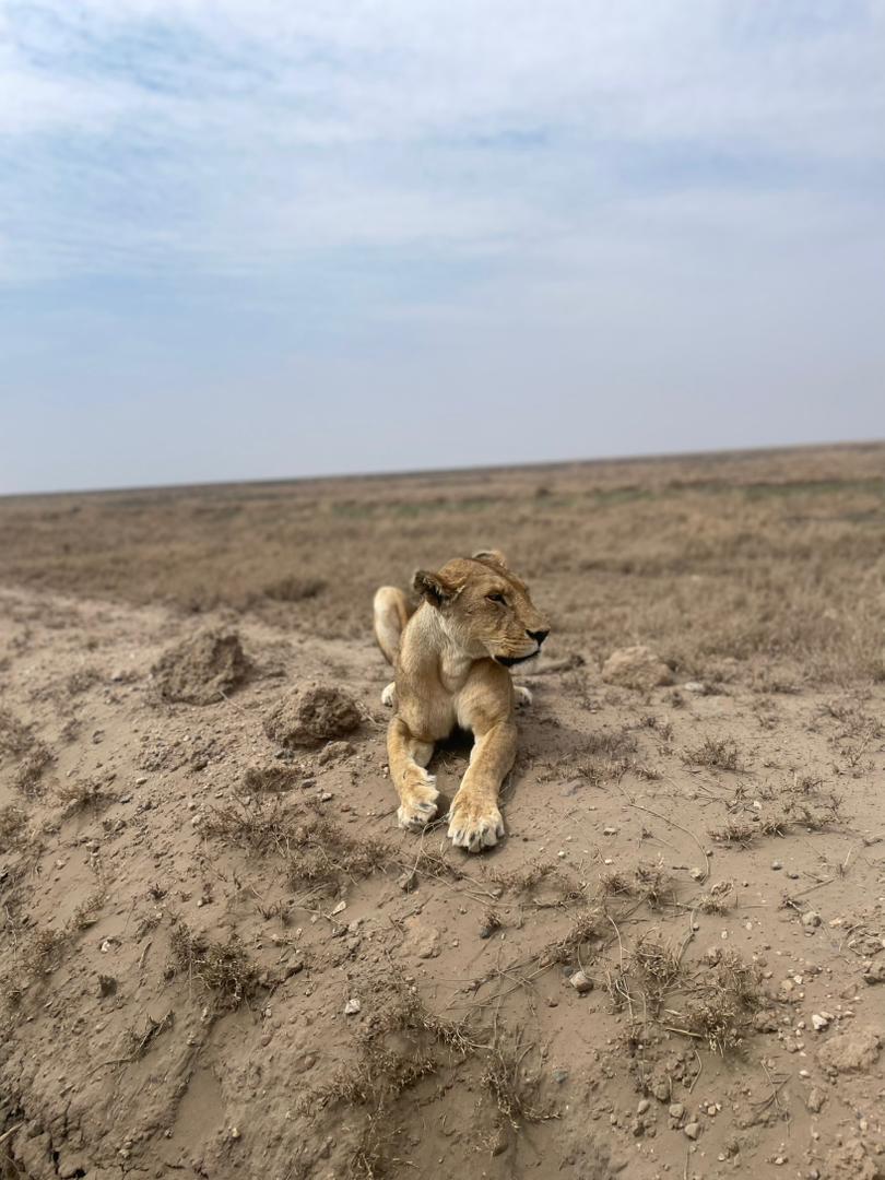4-Day Tour Tarangire, Serengeti and Ngorongoro Crater