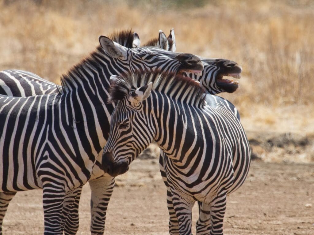 Lui Tours And Safaris