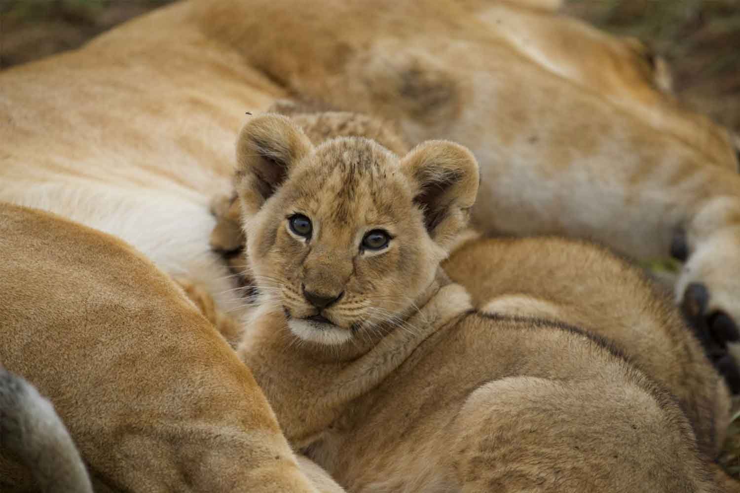Lui Tours And Safaris