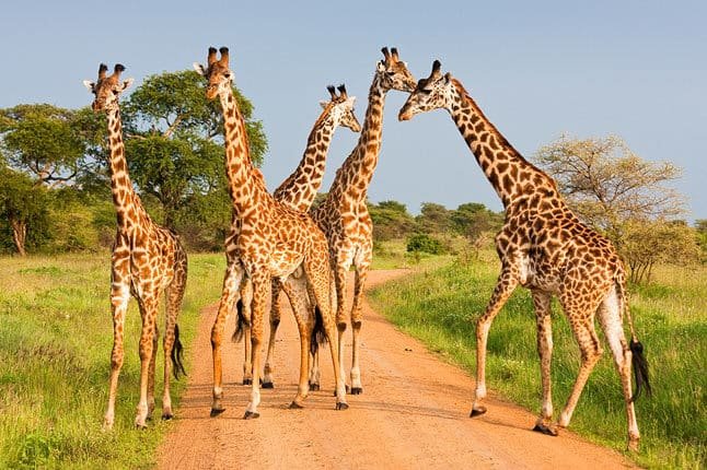 Lui Tours And Safaris