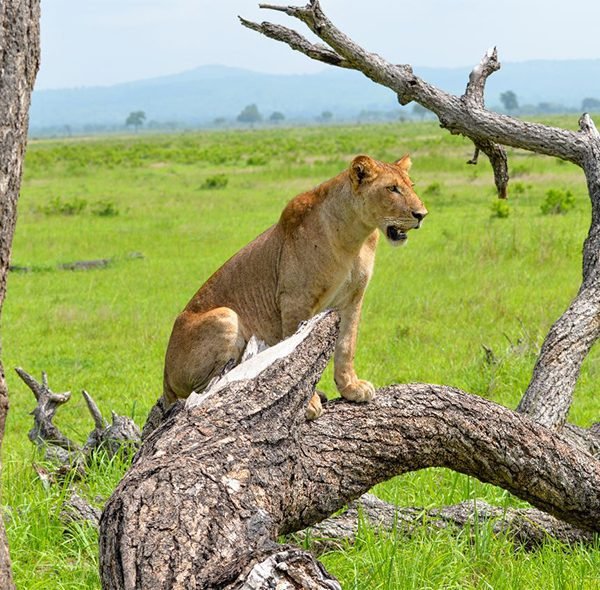 Lui Tours And Safaris