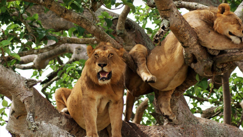 7-Day Uganda Gorilla Trekking and Big Five Exploration gallery image