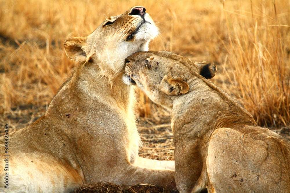 7-Day Uganda Gorilla Trekking and Big Five Exploration gallery image
