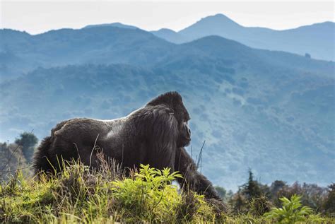 7-Day Uganda Gorilla Trekking and Big Five Exploration safari tour