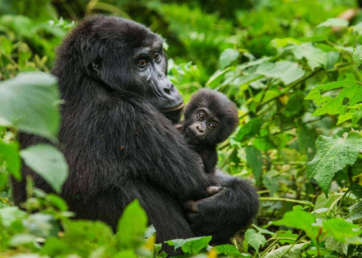 6-Day Uganda Wildlife, Chimpanzee and Gorilla Tracking Safari gallery image