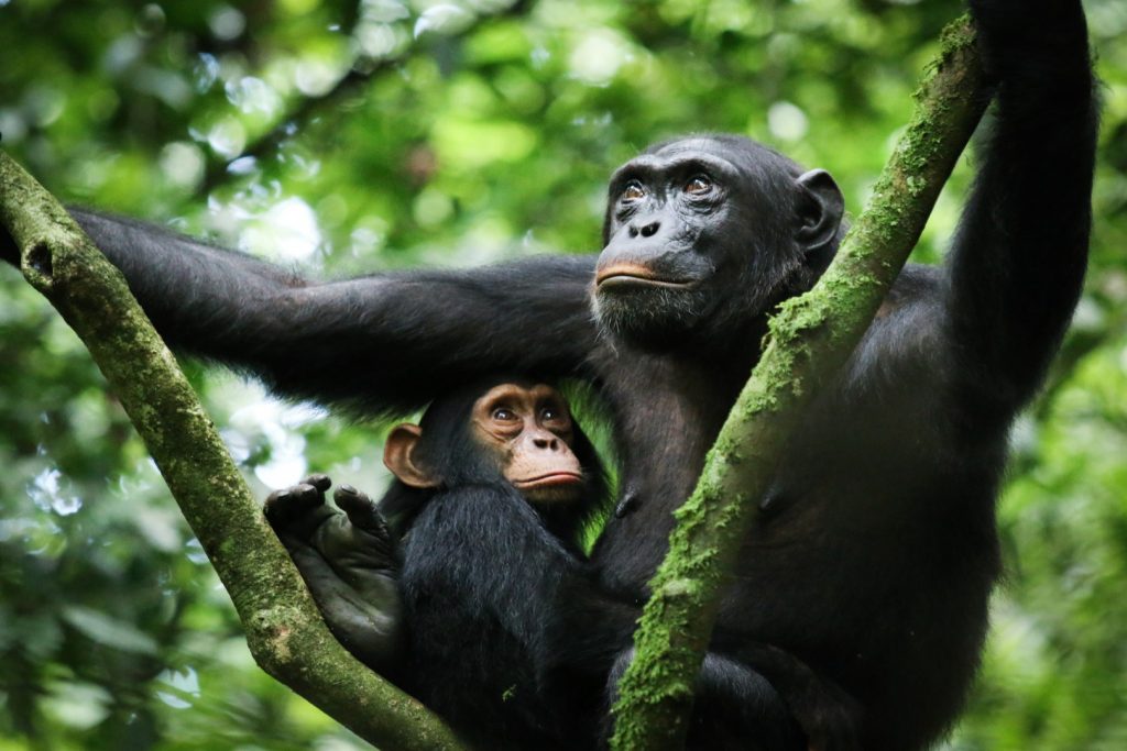 6-Day Uganda Wildlife, Primate Safari & Lake Victoria tour gallery image