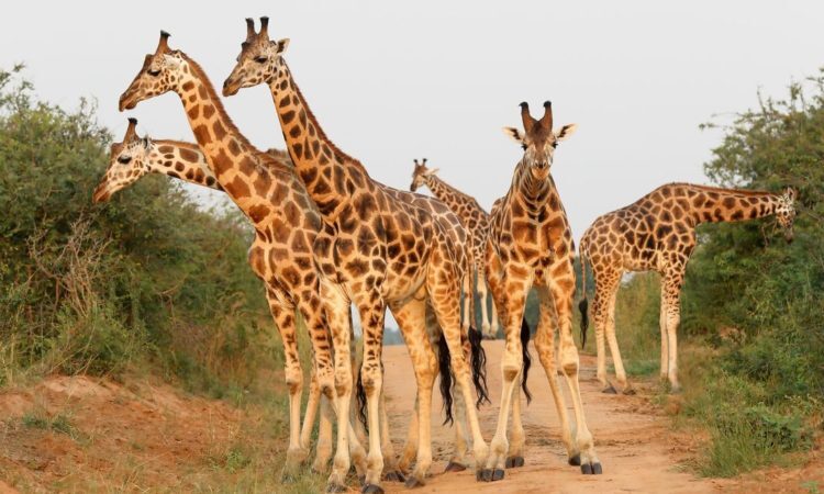 6-Day Uganda Wildlife, Primate Safari & Lake Victoria tour gallery image