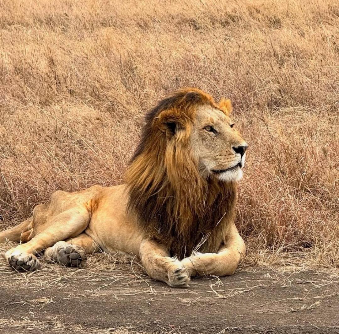 5-Day Wonderful Great Migration at Mara River Crossing gallery image