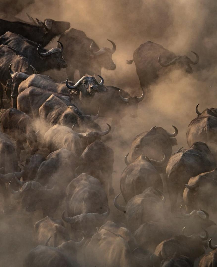 5-Day Wonderful Great Migration at Mara River Crossing gallery image