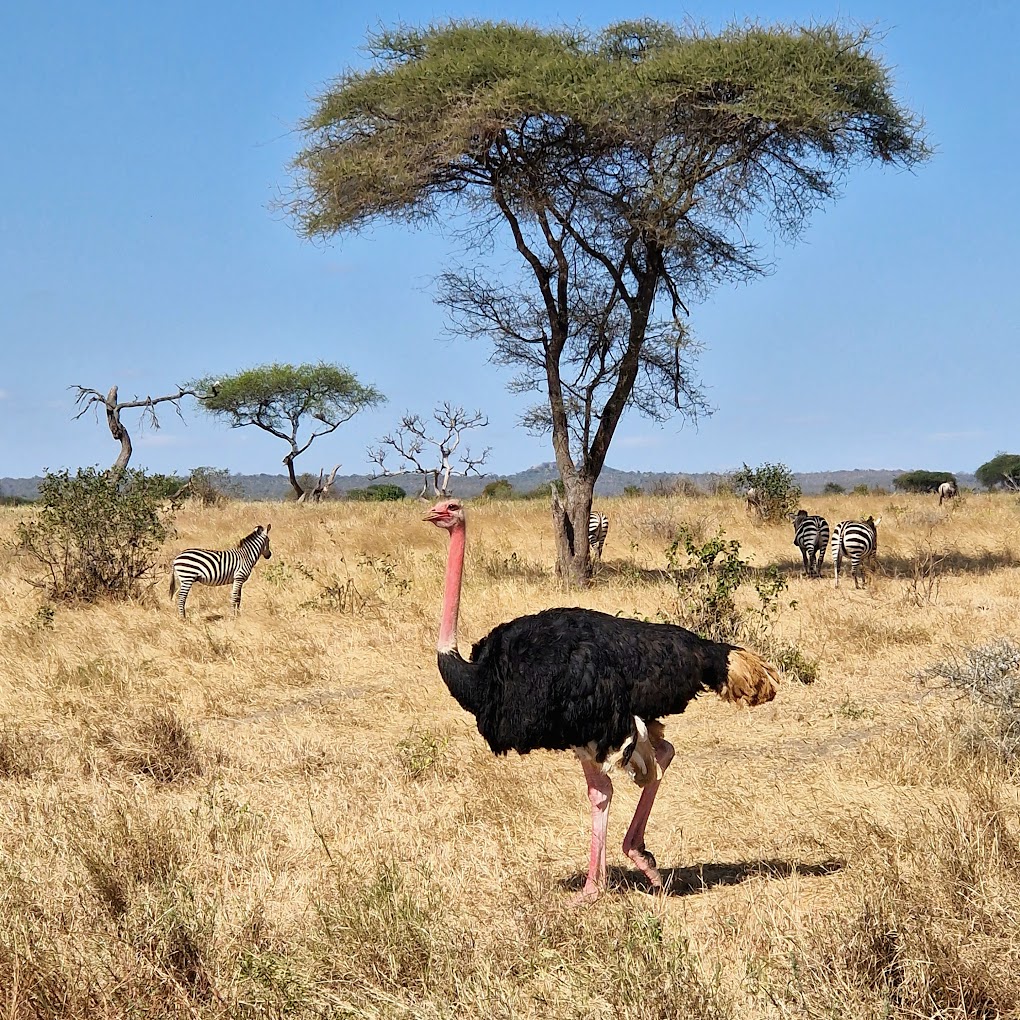 1-Day Zanzibar: Mikumi National Park Safari with Flights gallery image