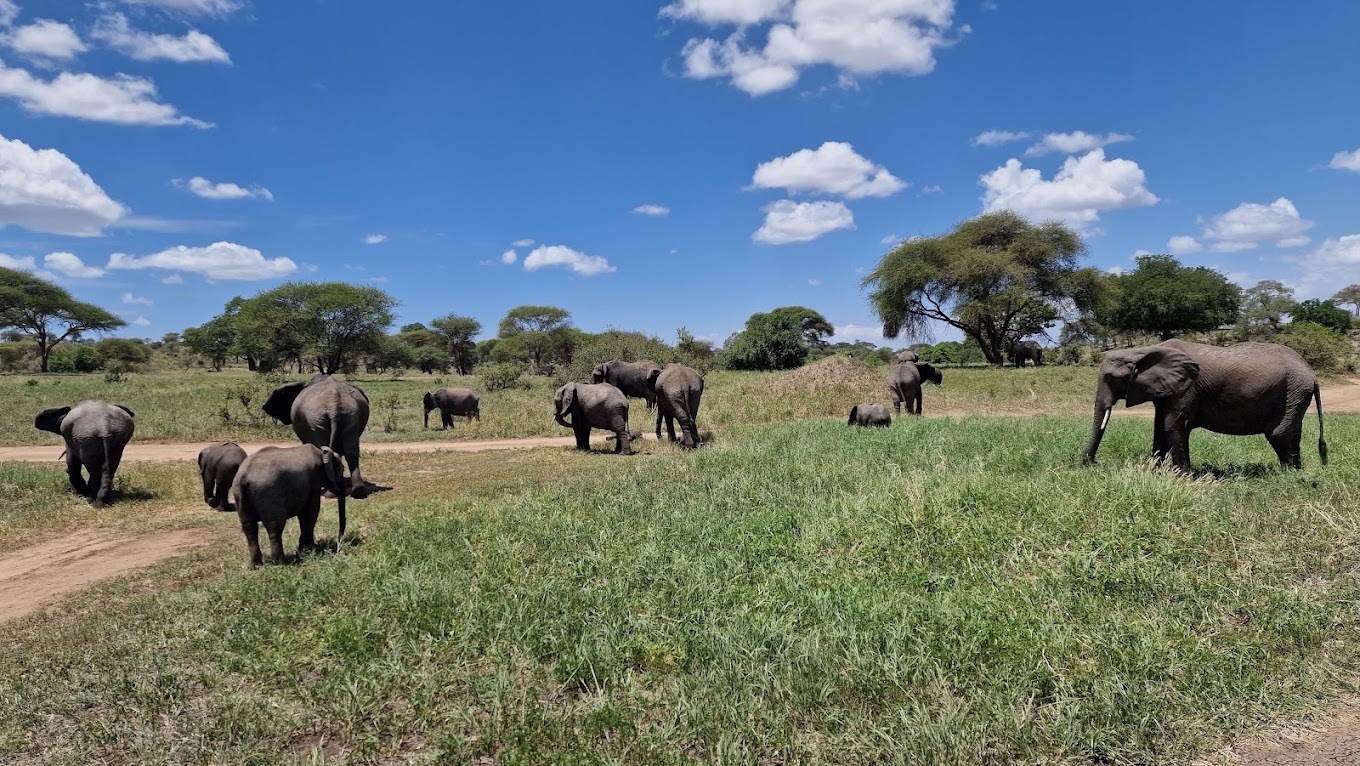 1-Day Zanzibar: Mikumi National Park Safari with Flights gallery image