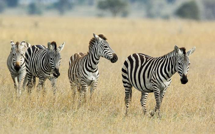 5-Day Zanzibar Escape, Tanzania - Flights Included gallery image