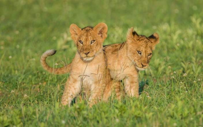 3-Day Affordable Safari Adventure-Serengeti & Ngorongoro