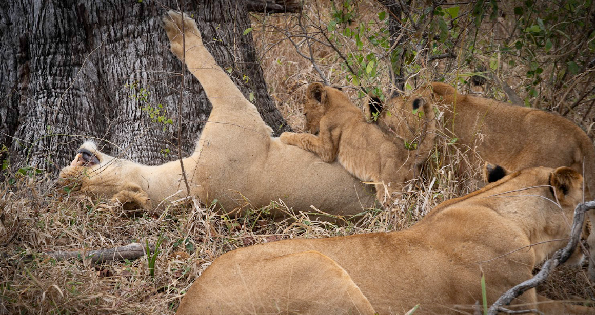 Safari Vendors