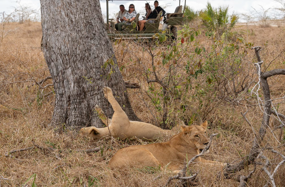 1-Day Flying Safari Zanzibar To Mikumi National Park gallery image