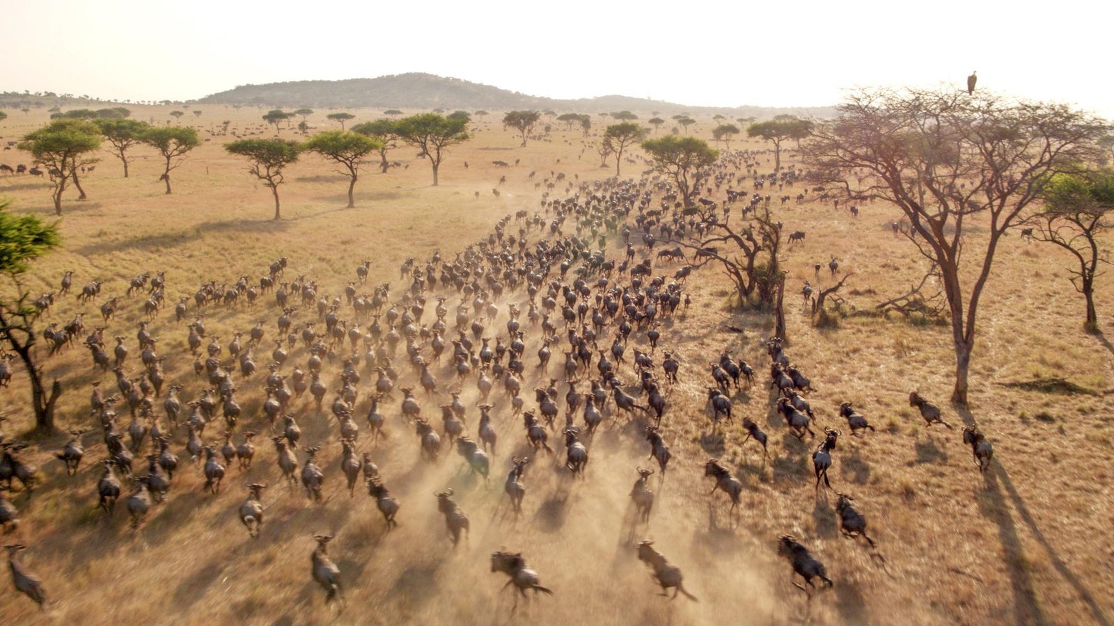 Safari Vendors
