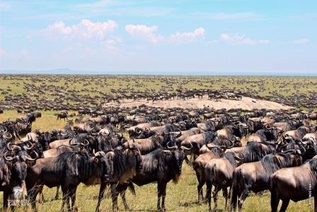 Berngo Safaris, LLC
