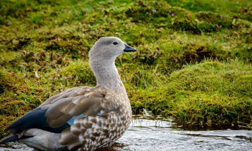 4-Day Explore Bale Mountains National Park Ethiopia gallery image