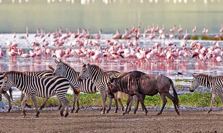 4-Day Kilimanjaro Waterfall, Serengeti & Ngorongoro gallery image