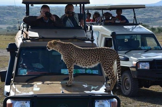 Dancing Simba Safaris