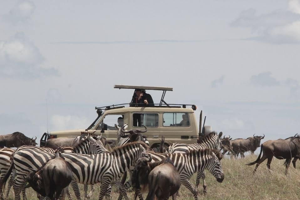 Dancing Simba Safaris