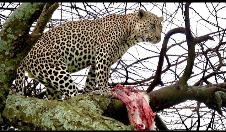 Meru Slopes Tours and Safaris