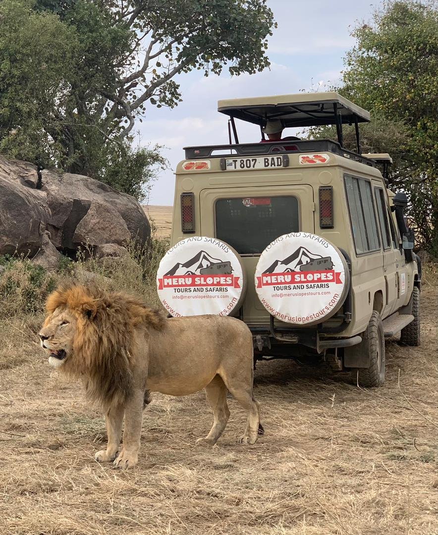 Safari Vendors