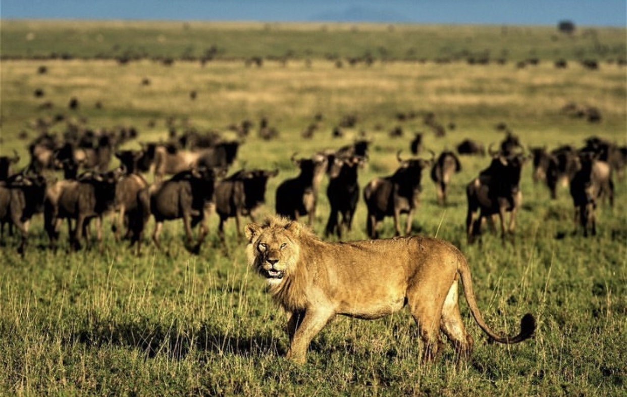 7-Day Migration Safaris – River Crossing gallery image
