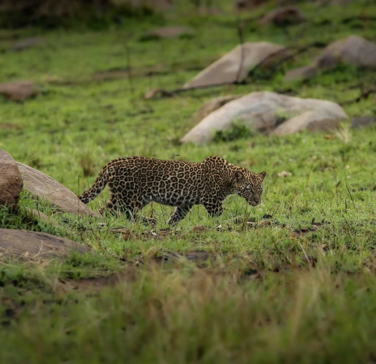7-Day Migration Safaris – River Crossing gallery image
