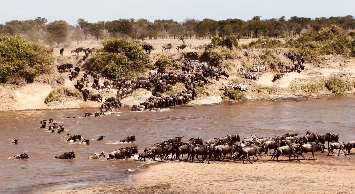 7-Day Migration Safaris – River Crossing