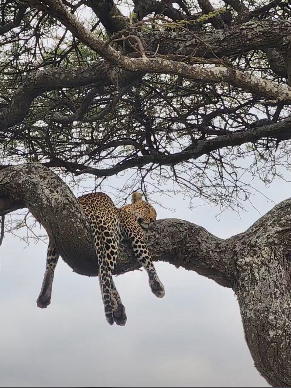 7-Day Multidimensional Tanzania Safari gallery image