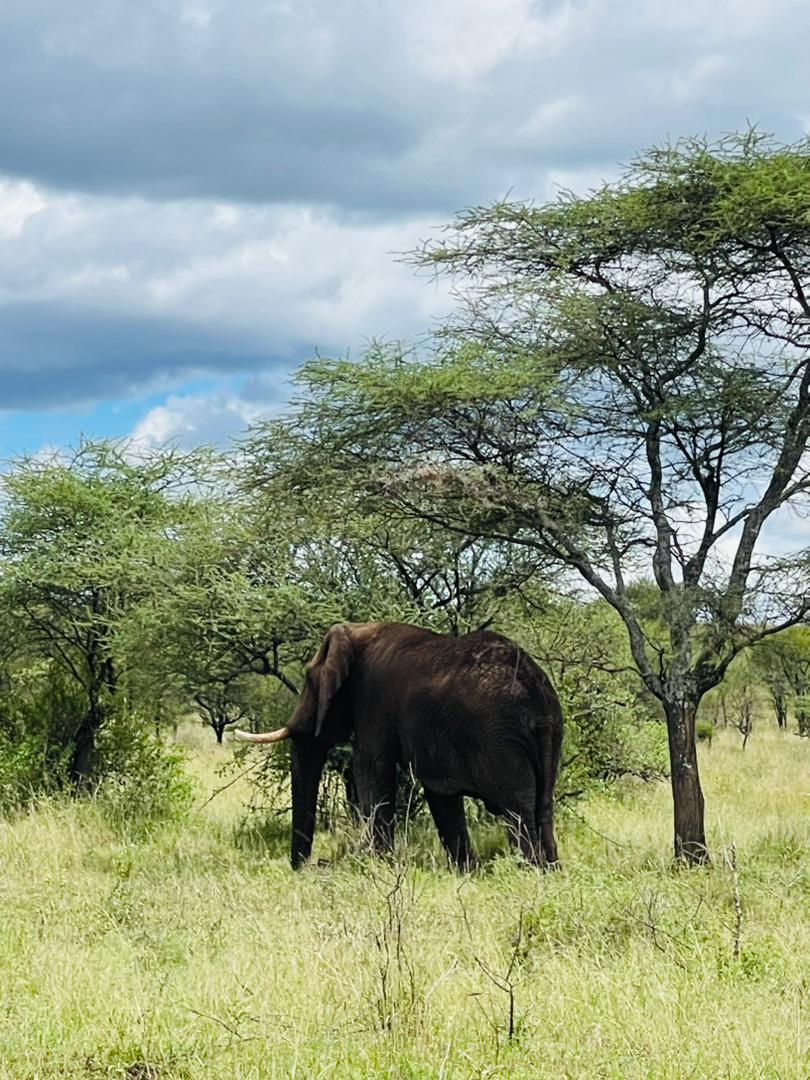 7-Day Multidimensional Tanzania Safari