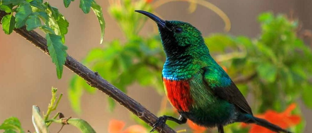 3-Day Safari to Awash National Park & Aledeghi Wildlife gallery image