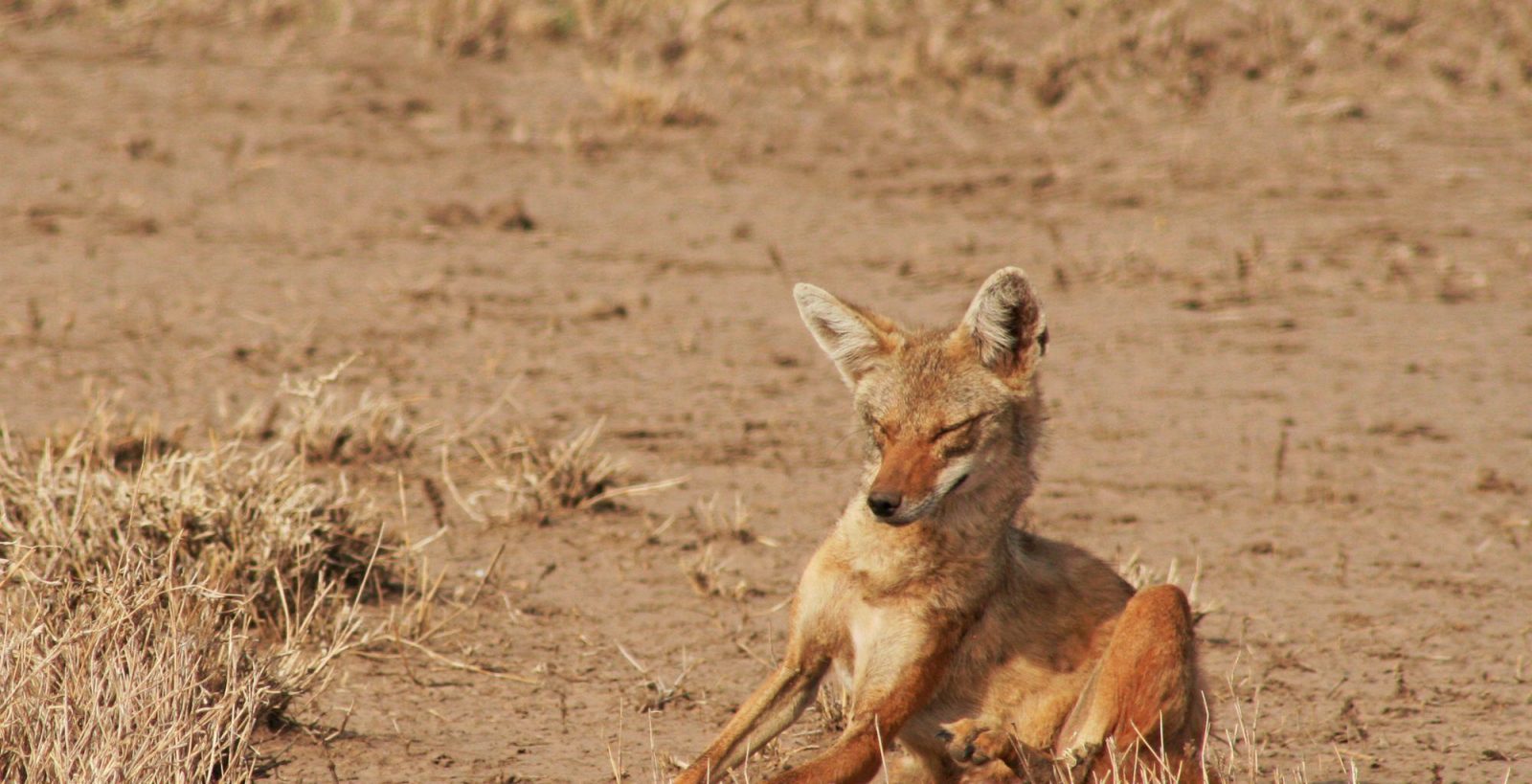 3-Day Safari to Awash National Park & Aledeghi Wildlife gallery image