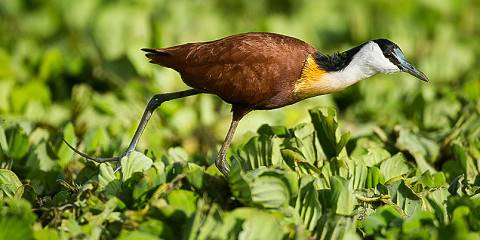 3-Day Safari to Awash National Park & Aledeghi Wildlife gallery image