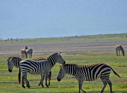 4-Day Tanzania Tarangire National Park, Serengeti , Crater gallery image