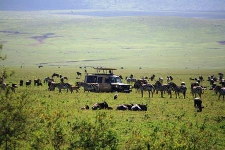 Safari Vendors