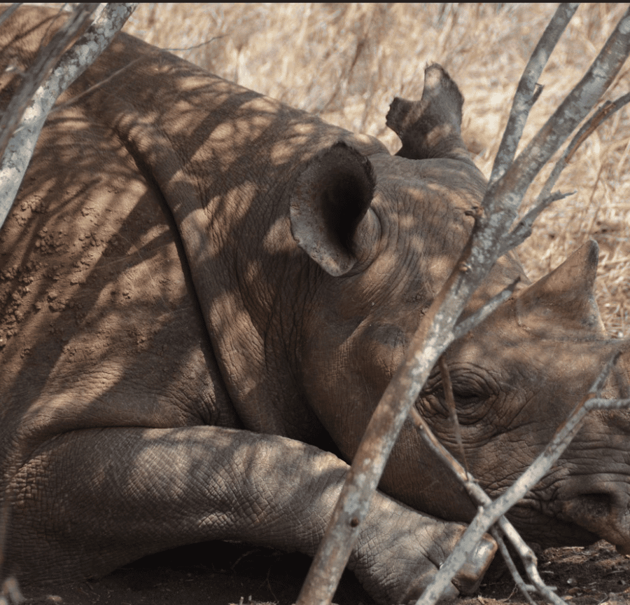 3-Day rhino special in Mkomazi National Park ( stay at bandas gallery image