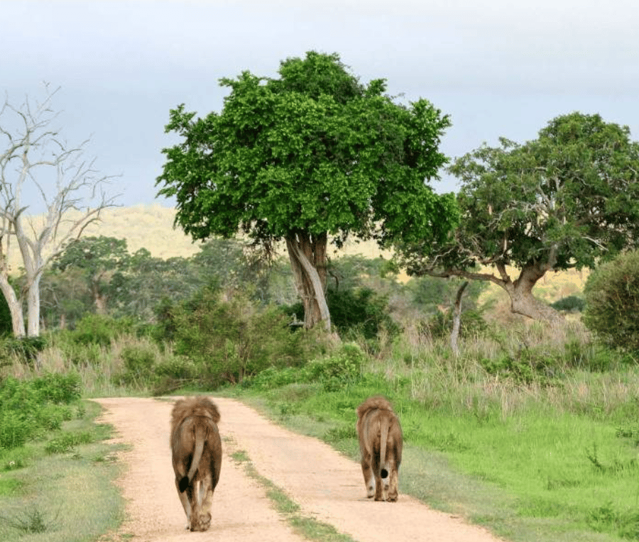 3-Day rhino special in Mkomazi National Park ( stay at bandas gallery image