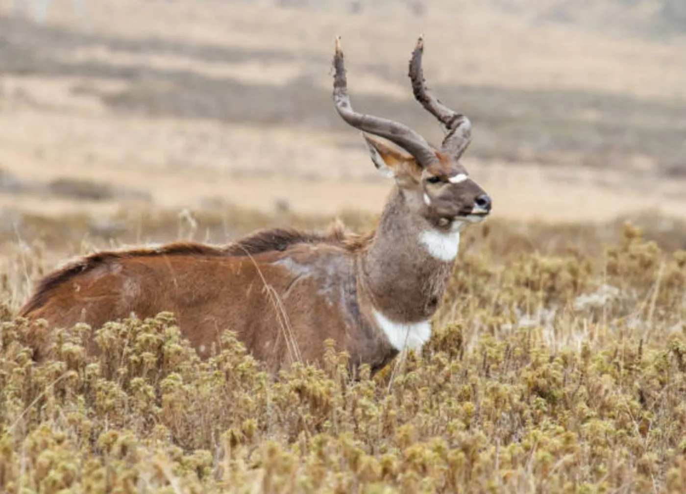 4-Day Bale Mountain Trekking and Wild Life Tour