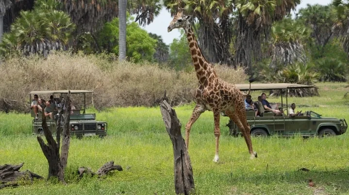 4-Day Explore Nyerere National Park From Zanzibar By Flight