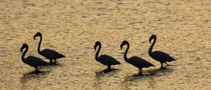 3-Day Abijatta-Shalla National Park tour from Addis