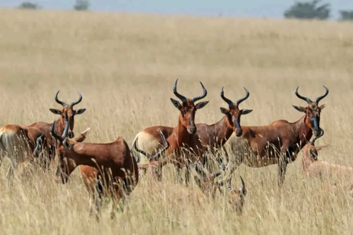 5-Day Ethiopian Wildlife and Safari Tour