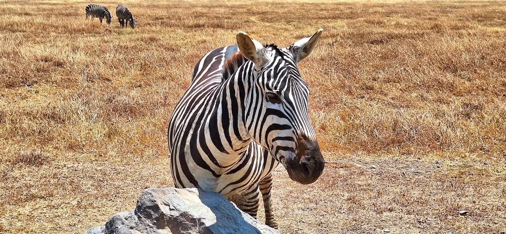 3-Day Days Tarangire, Ngorongoro Crater and Lake Manyara