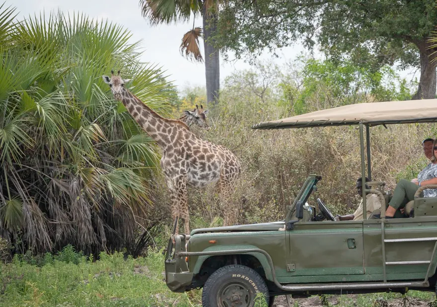 1-Day Safari Zanzibar to Nyerere Np (Selous Gr)
