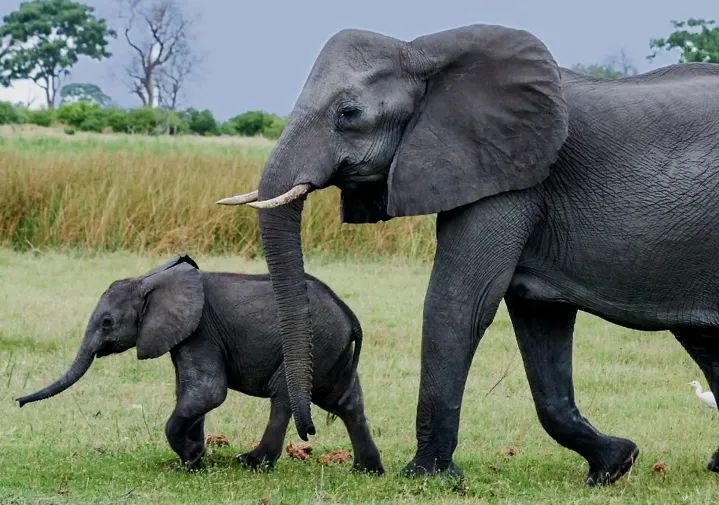 7-Day Luxury Safari All-Inclusive