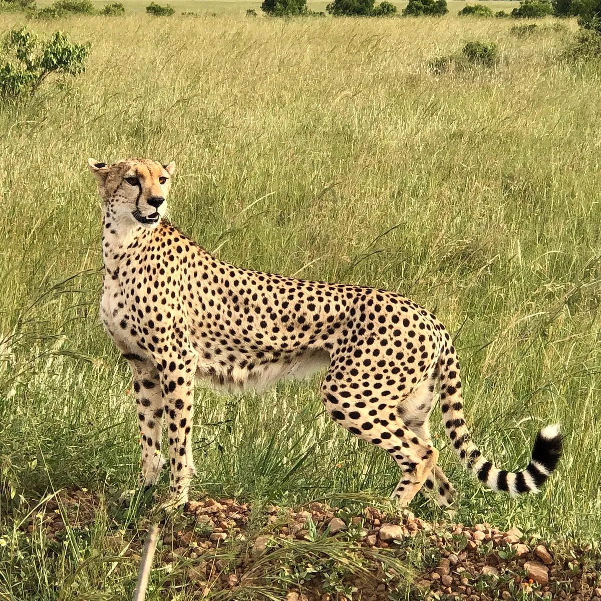 3-Day Masai Mara Wildebeest Migration