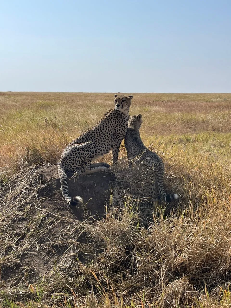 1-Day Tarangire national park