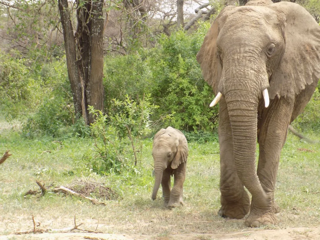 1-Day The Amaizing Day Tour Manyara National Park